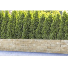 Mauer aus Betonsteinen mit Thujahecke im Hintergrund
