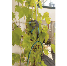 Gartenschlauchhalter an einem Rankgitter mit Weinstock befestigt