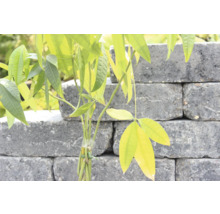 Junger Baum vor einer Mauer