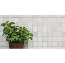 Basilikumpflanze in einem Topf vor einer gefliesten Wand