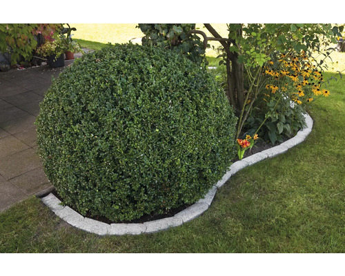 Kugelbaum im Garten mit Rasen und Wegplatten