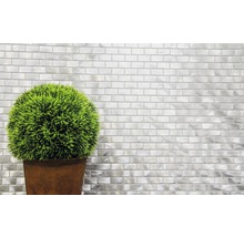 Dekorative grüne Pflanze in einem Topf vor einer Wand mit Metallmosaikfliesen