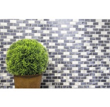 Dekorative Zimmerpflanze vor Mosaikwand