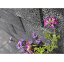 Nahaufnahme von lila und pinkfarbenen Blumen vor einer grauen Steinmauer.