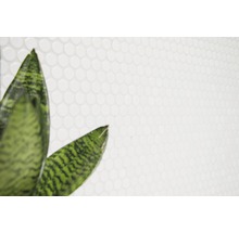 Wand mit runden Fliesen und Pflanze