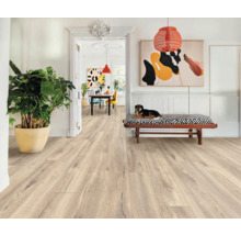 Heller Raum mit Holzboden, Bank mit Hund und Zimmerpflanze im Topf