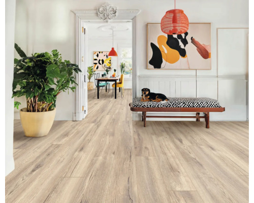 Heller Raum mit Holzboden, Bank mit Hund und Zimmerpflanze im Topf