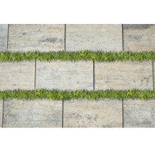 Betonpflastersteine mit Grasfugen für den Gartenweg