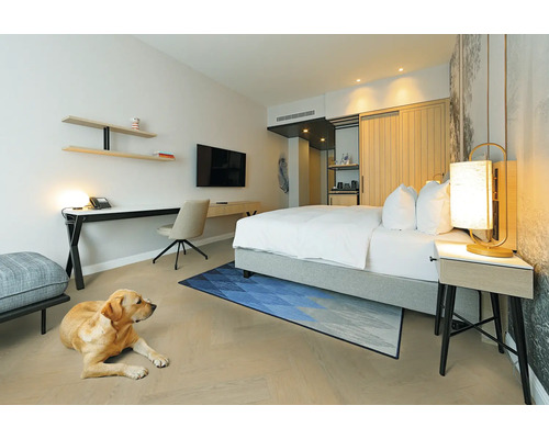 Helles, modernes Schlafzimmer mit Doppelbett, Parkettboden, blauem Teppich, Schreibtisch, Wandfernseher und einem Hund auf dem Boden.