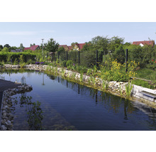 Gartenteich mit Steinen, Pflanzen und Zaun im Hintergrund.