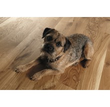 Border Terrier liegt auf einem Holzboden.