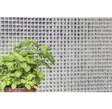 Basilikumpflanze im Topf vor einer Wand aus Glasbausteinen