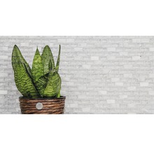 Sansevieria Zimmerpflanze in geflochtenem Übertopf vor einer Mosaikwand