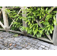 Holzzaun mit Lorbeerhecke und Steinpflaster