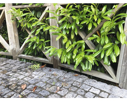 Holzzaun mit Lorbeerhecke und Steinpflaster