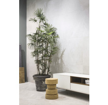 Zimmer mit Pflanze im Topf, Korkhocker und weißem Sideboard