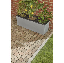 Grauer Pflanzkasten mit Zitronenbaum, anderen Pflanzen und Bewässerungssystem auf gepflastertem Untergrund vor einer Ziegelwand.