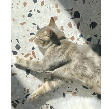 Graue Katze liegt auf einem Terrazzoboden und sonnt sich