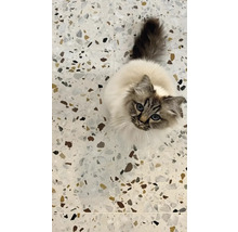 Katze auf Terrazzoboden