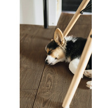 Schlafender Corgi unter einem Holzstuhl auf Holzboden