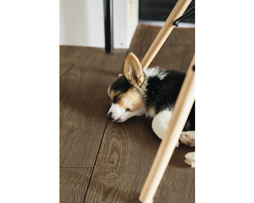 Schlafender Corgi unter einem Holzstuhl auf Holzboden