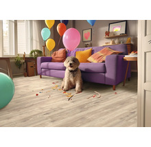 Ein Wohnzimmer mit einem Hund, Luftballons und einem Laminatboden.