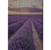Dekoratives Bild von einem Lavendelfeld bei Sonnenuntergang mit vertikalen Streifen