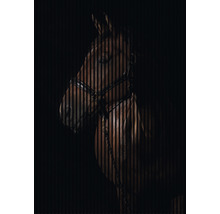 Porträt eines Pferdes mit Zaumzeug vor dunklem Hintergrund