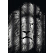 Löwe mit vertikalen schwarzen Streifen