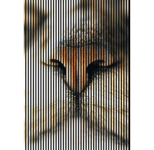 Nahaufnahme einer Katzennase mit vertikalen Streifen