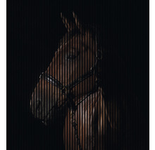 Porträt eines Pferdes mit Zaumzeug vor dunklem Hintergrund