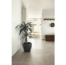 Flur mit Topfpflanze, Garderobe und Holztruhe